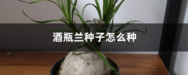 酒瓶兰种子怎么种