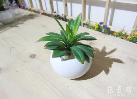 龙舌兰的养殖方法和注意事项