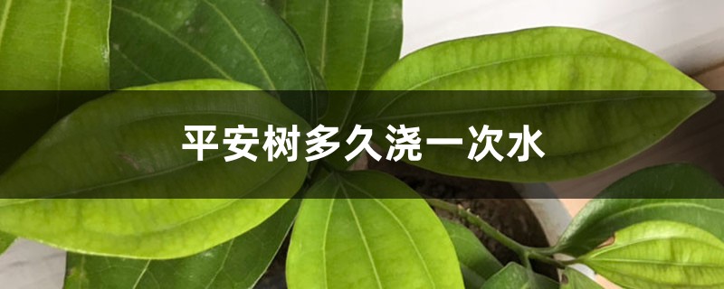平安树多久浇一次水