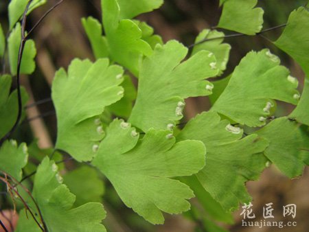 造成铁线蕨叶子干的原因及其解决办法