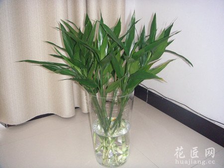 富贵竹要如何水养？