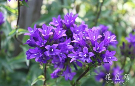 风铃花的播种时间是什么时候呢