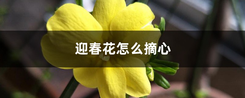 迎春花怎么摘心