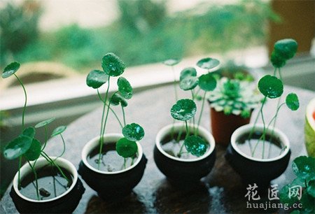 铜钱草应该怎么水培