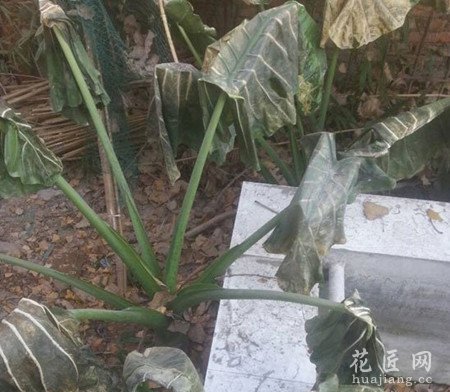 滴水观音冬天应该怎么养？