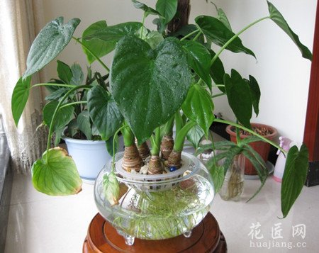 滴水观音有什么作用