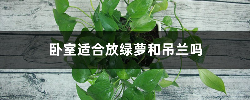 卧室放绿萝还是放吊兰，作用和区别是什么，哪个风水好