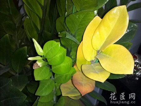 金钱树叶子发黄应该怎么办？