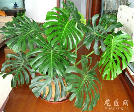 龟背竹有毒 能在室内养殖吗？