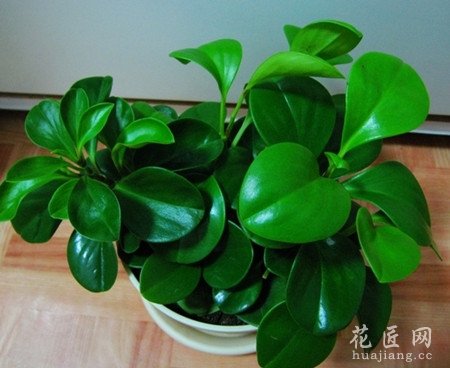 小家碧玉的养殖方法