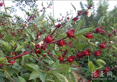 玫瑰茄的养殖方法以及养殖方式