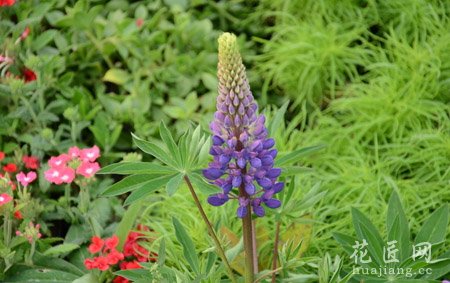 鲁冰花的介绍和生态特征