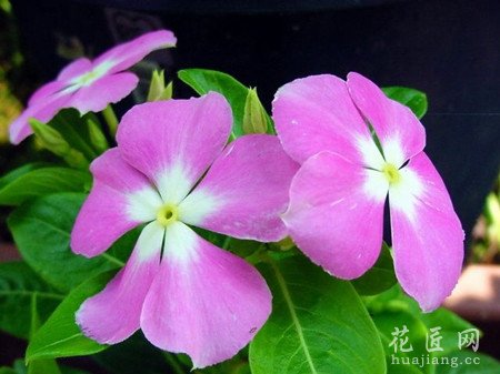 长春花的形态特征以及生态习性