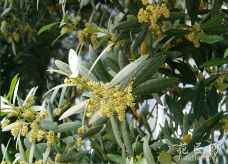 橄榄花的生态特征以及习性