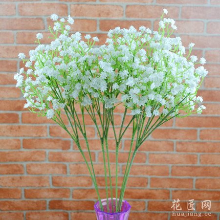 满天星的养殖方法有哪些？