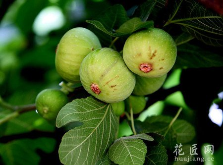 无花果栽培方法与养护管理