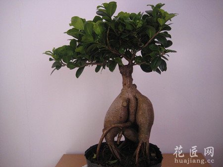 榕树盆景常见病虫害防治
