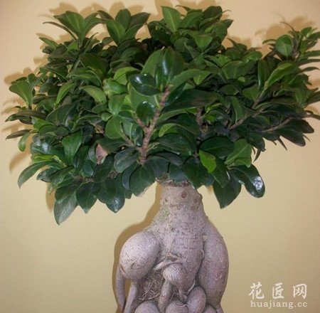 榕树盆景掉叶的原因有哪些？