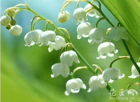 风铃草种植方法有哪些？