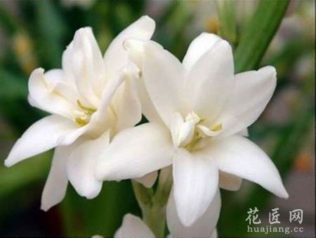 晚香玉为何不开花