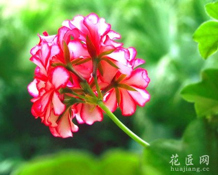 秋季养殖天竺葵的方法