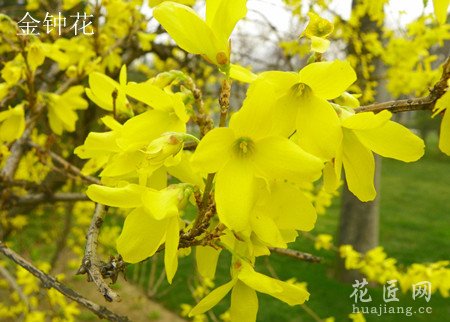 金钟花与连翘应该如何区分