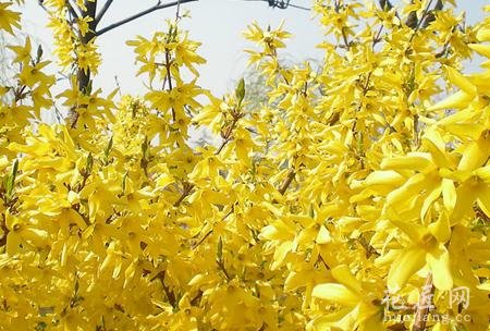 迎春花的资料信息分享
