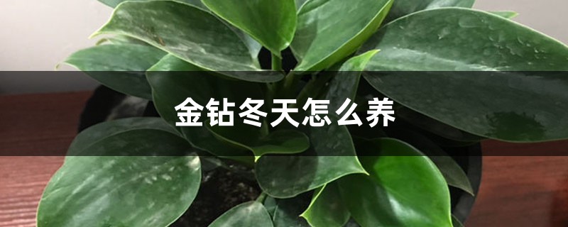 金钻冬天怎么养