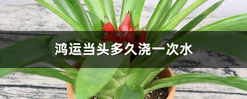 鸿运当头多久浇一次水