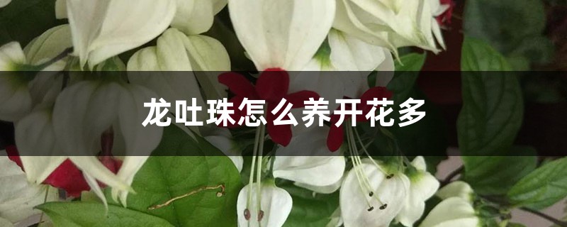 龙吐珠怎么养开花多
