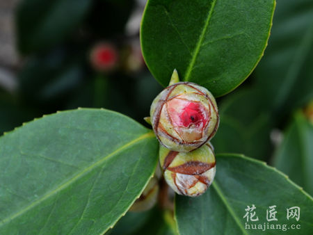 茶花不开花的原因有哪些？