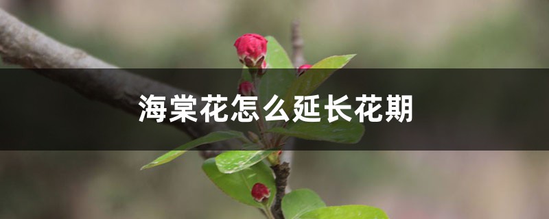 海棠花怎么延长花期