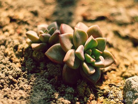 多肉植物姬胧月的养殖方法