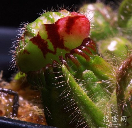 土瓶草的栽培管理技术