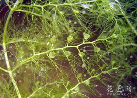 黄花狸藻---水生食虫植物