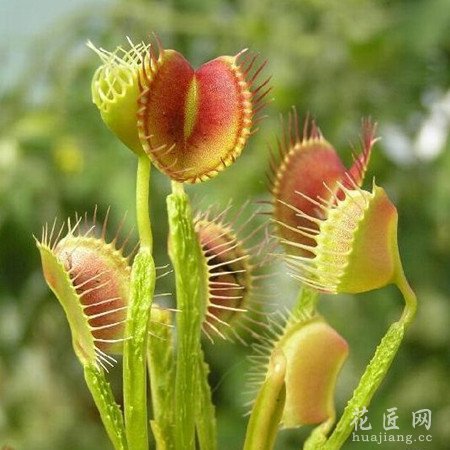 捕蝇草的食虫原理以及用途