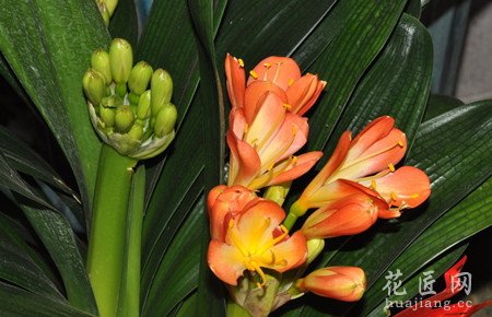 君子兰分芽方法是什么？