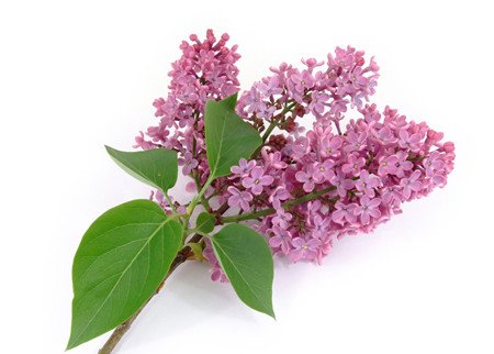 丁香花的养殖方法以及注意事项