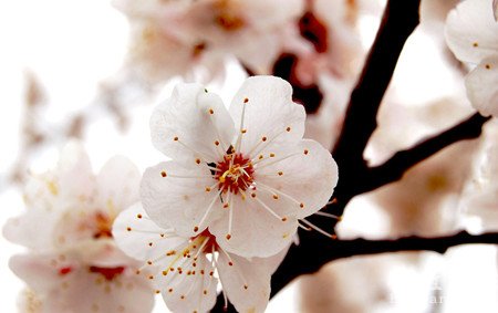 桃花养殖技术以及观赏价值
