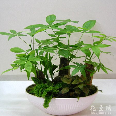 盆栽发财树的日常养护方法