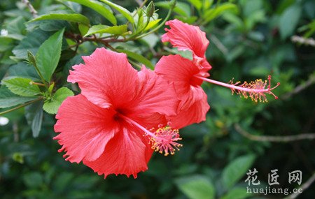 扶桑花的养殖方法