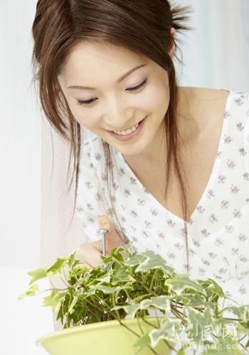家里种芦荟有那些好处
