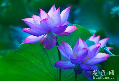 荷花什么时候开花？