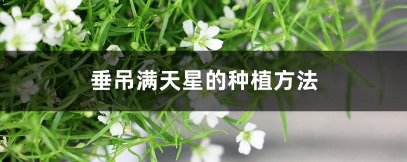 垂吊满天星的种植方法