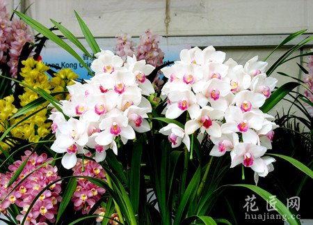 北方应该怎样养殖兰花？