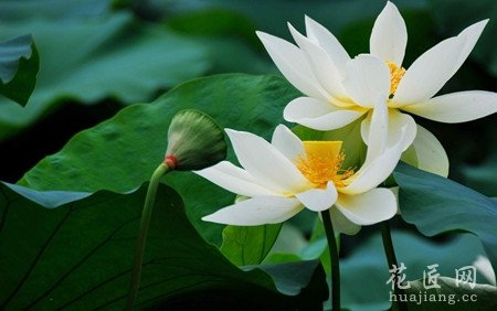 荷花过冬要如何管理？