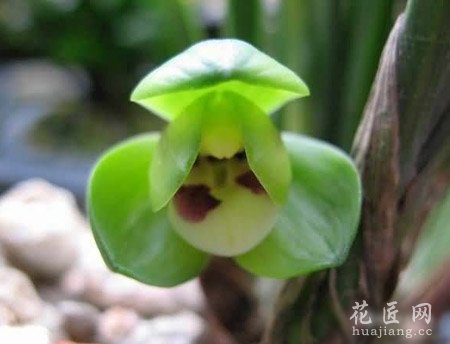 春兰花花期以及栽培技术