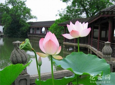 盆栽荷花施肥技巧有哪些？