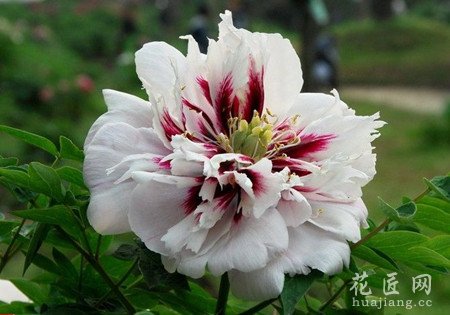紫斑牡丹的种植要点