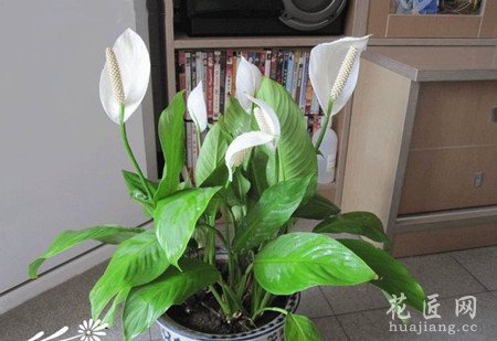 白掌花室内怎么养护？